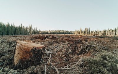 degradación ambiental y menor biodiversidad en la pandemia