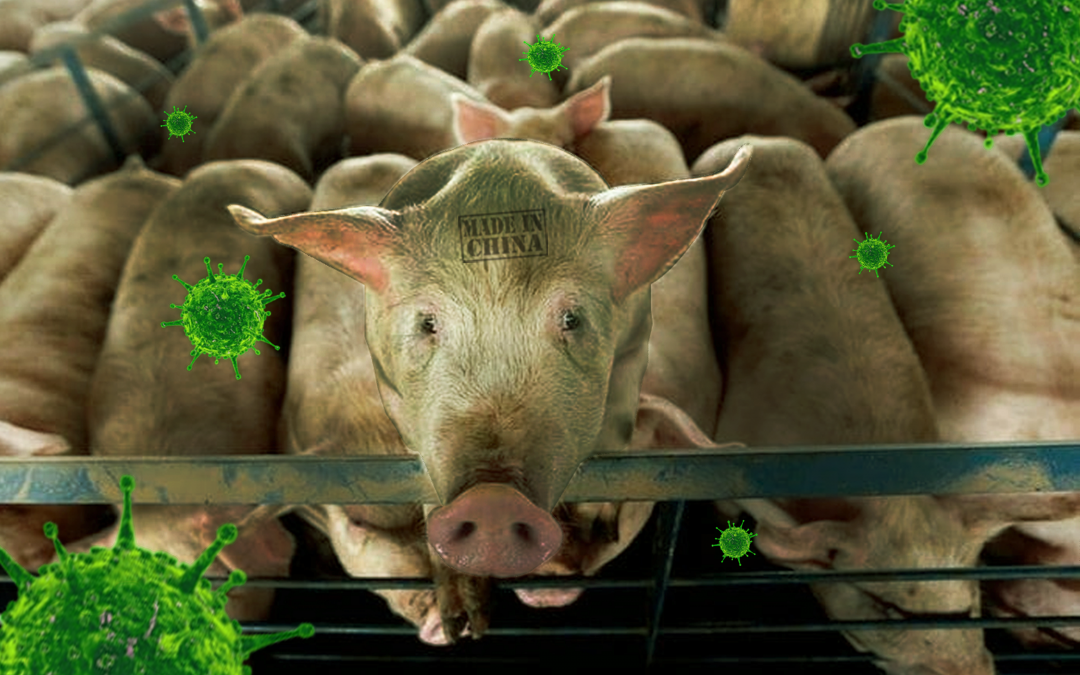 Acuerdo de China, para la crías de cerdos para la exportación