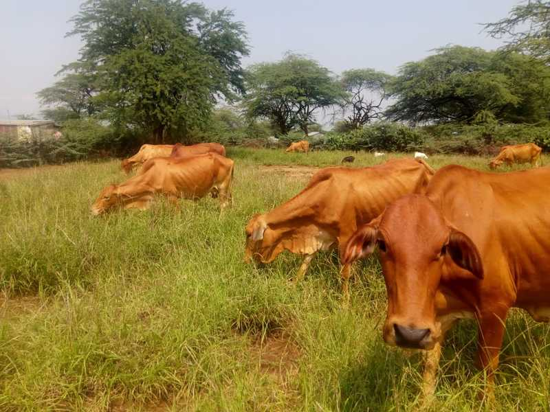¡Fuera las manos de nuestro pasto! Las comunidades pastoriles de Kenia luchan contra la privatización de su biodiversidad