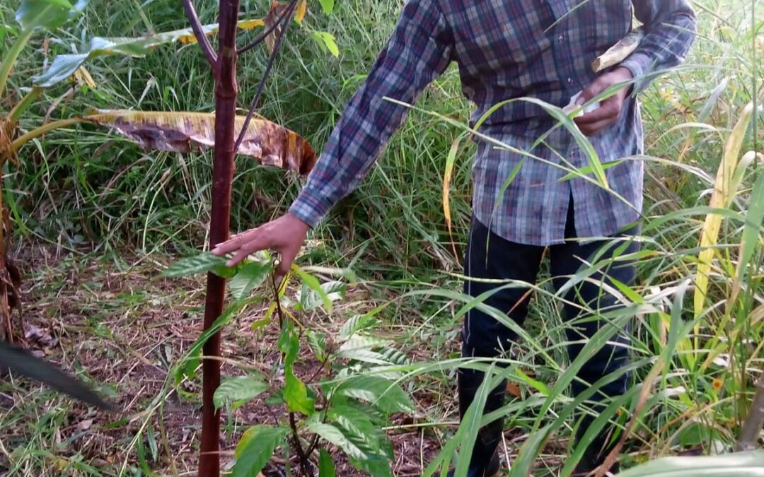 Seguimiento a parcela SAFS en Sabana de Utila, Sonaguera