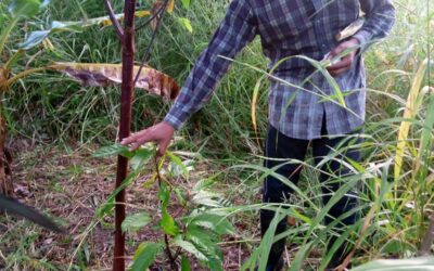 Segumiento a parcela SAFS en Sabana de Utila, Sonaguera, Colon.